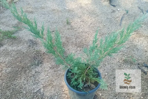 Ardıç [Juniperus]