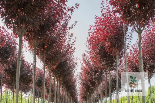 Süs Eriği [Prunus Pisaardi Nigra]