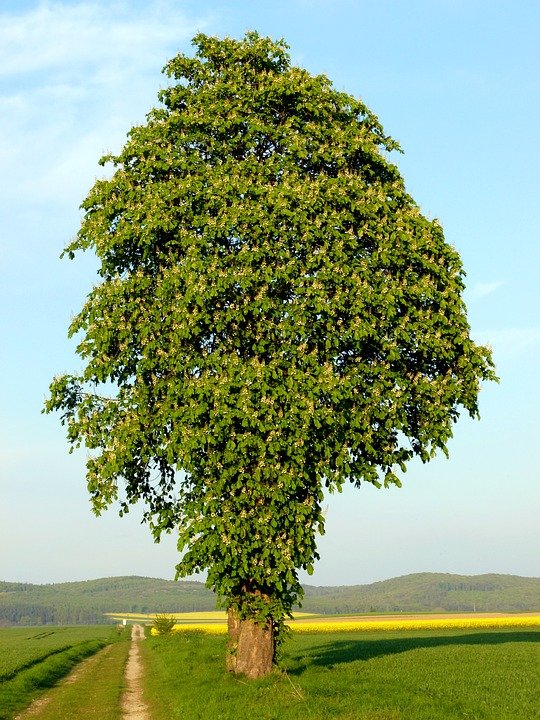 Kestane Bahçesi