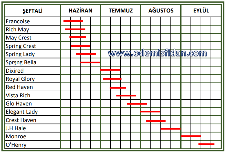 Şeftali Hasat Takvimi